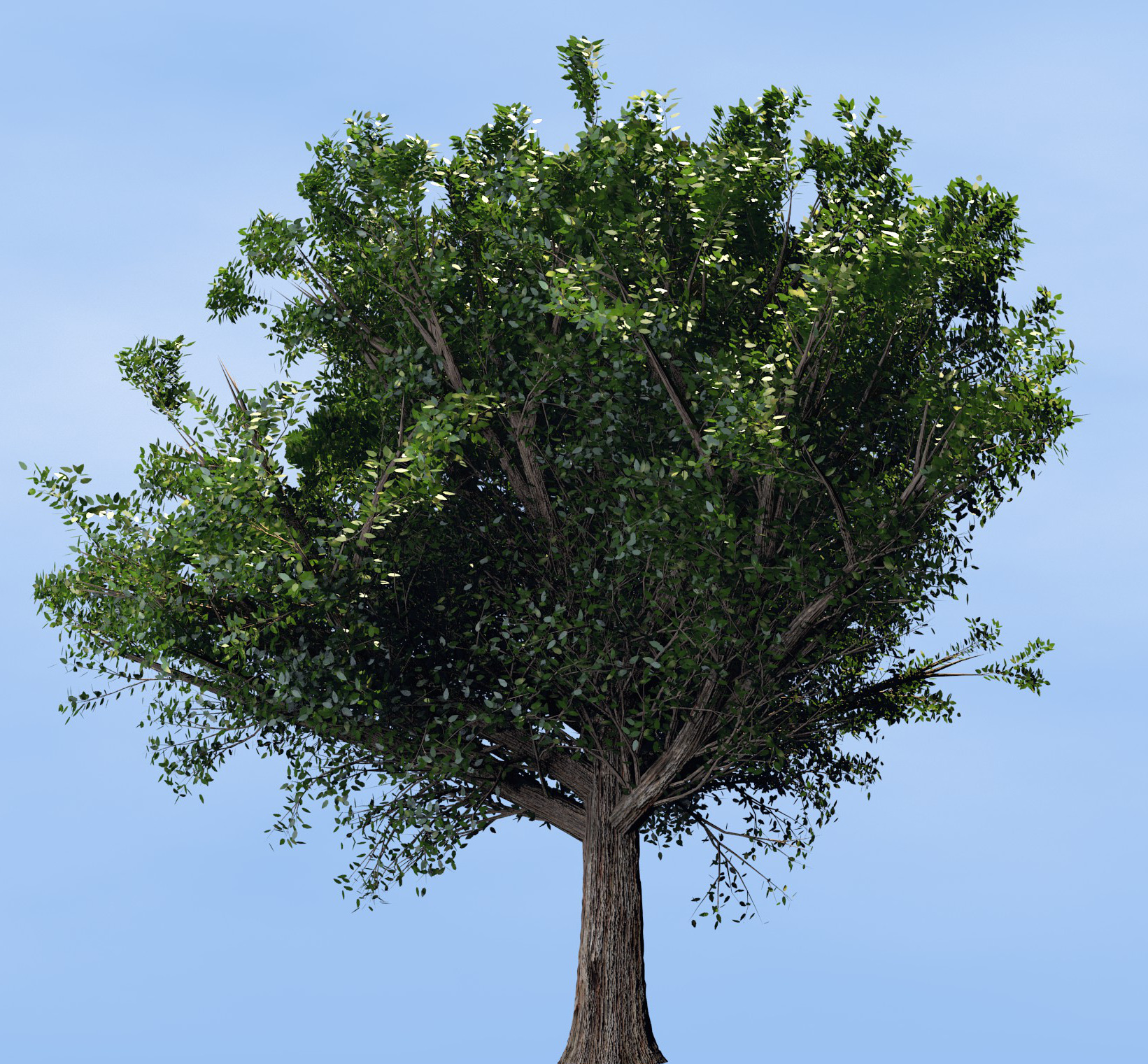 Blender Tree