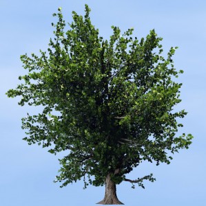 ngplant-tree07-crop