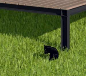 cat in grass